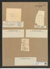 Chaetoceros bacteriastrum Wall. (de-Toni-Nr.: Genus 149, Species 4153) Zeichnungen Sammlung Grunow Nr. 7713 (NHMW-BOT-W0376920)